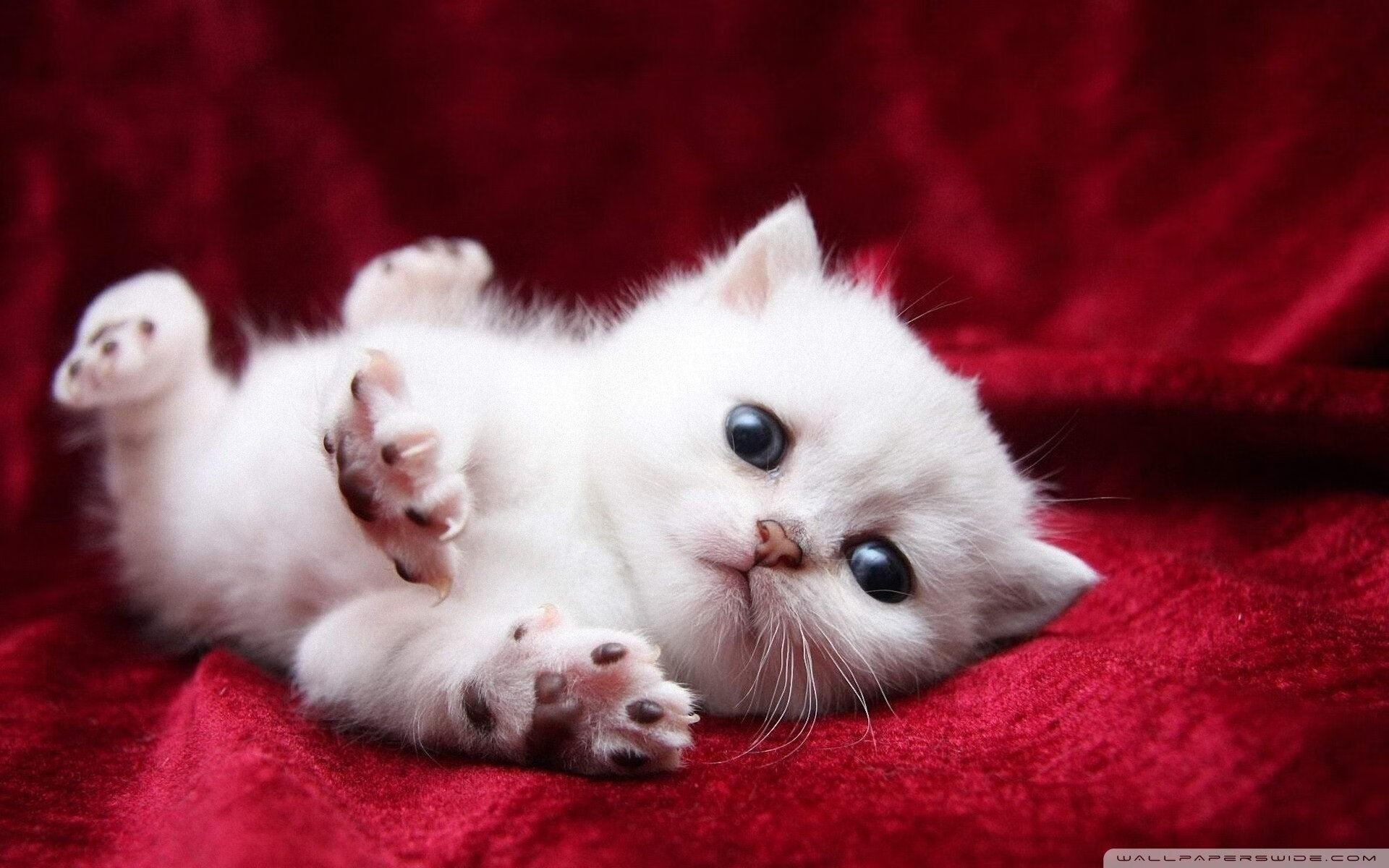 JIU YOU GAME-网络直播：全球观众同步追看激战