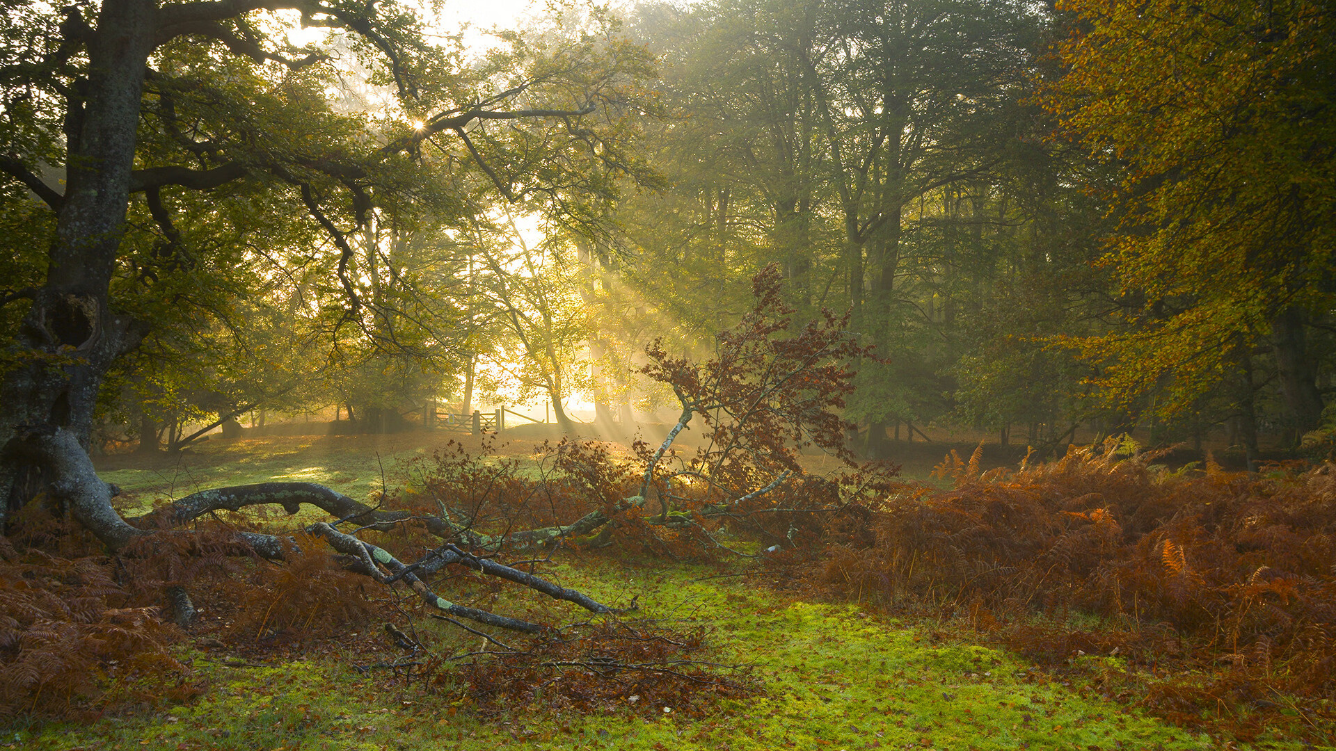 迪士尼+获得女子欧冠转播权,进军女足市场,迪士尼电影足球