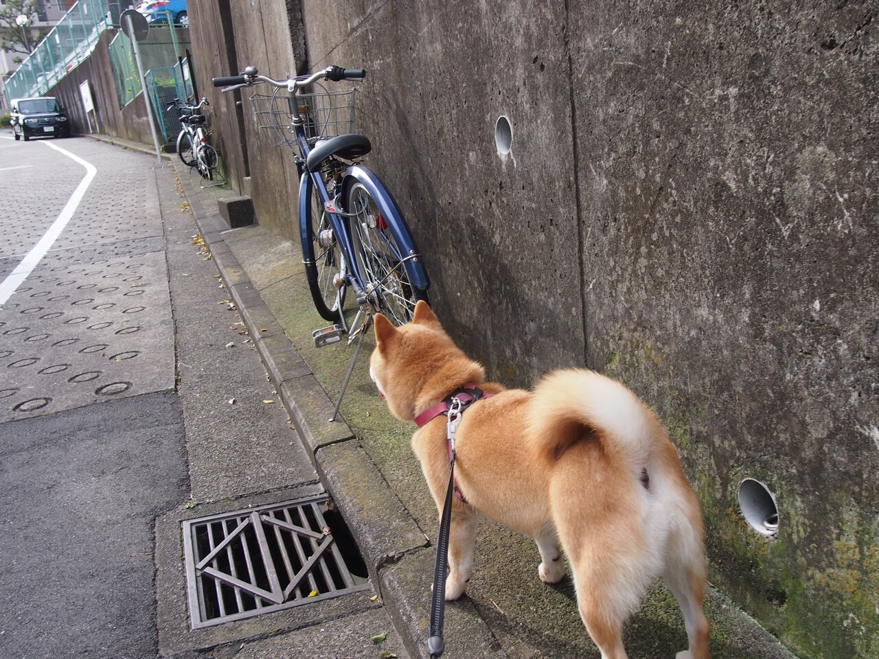 九游下载安装-中东球队战力强大，称霸亚洲足坛，中东球员