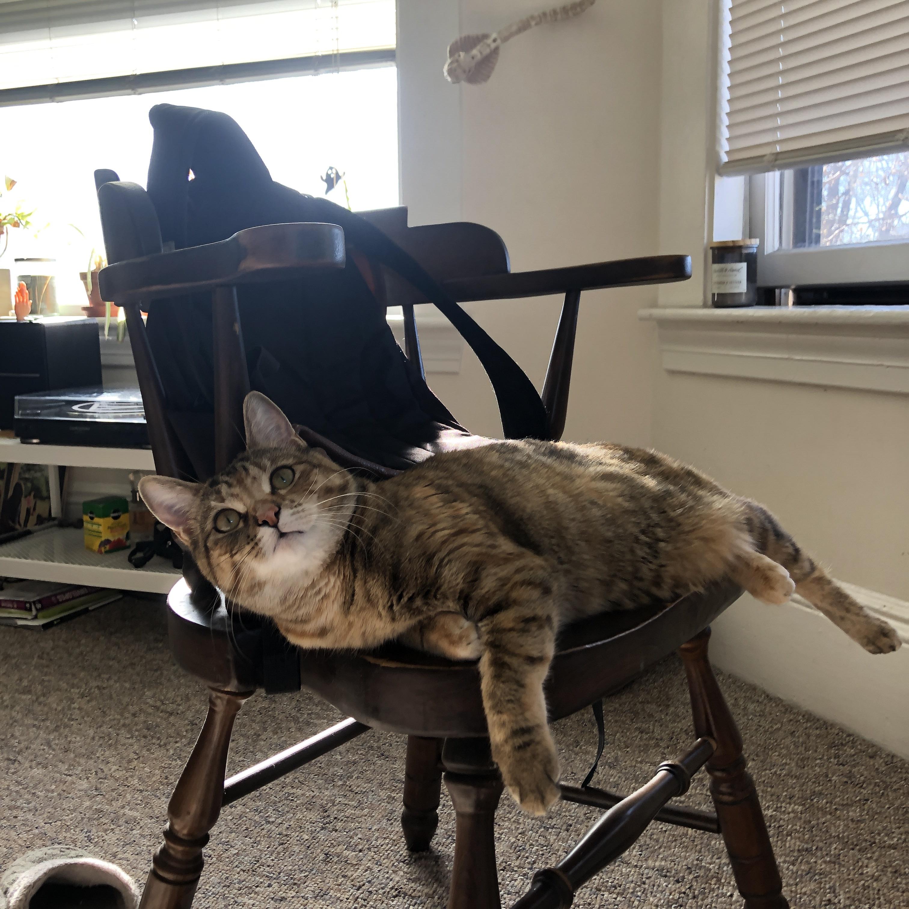 普雷斯顿主场获胜,升级希望大增,普雷斯顿对雷丁比赛预测