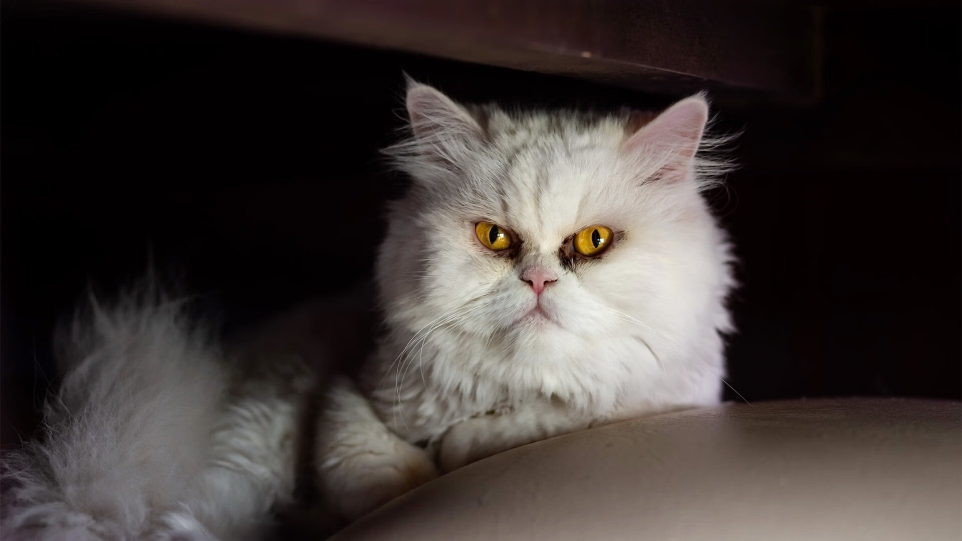 欧洲杯预选赛突发事件:球队出现人员变动,欧洲杯预选赛f组