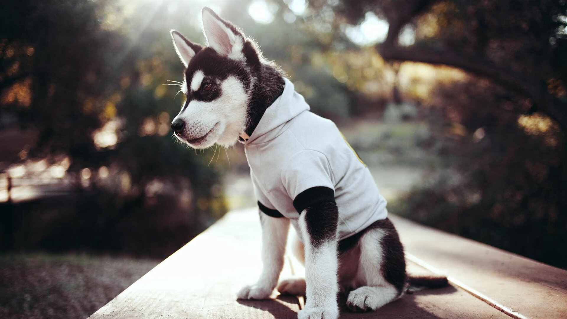 阿尔巴尼亚意外击败英格兰,晋级形势一片光明,阿尔巴尼亚近况