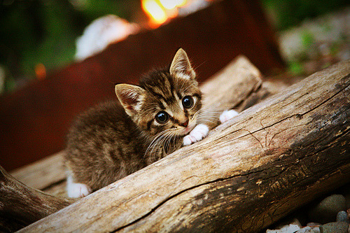 中国篮球职业联赛赛事转播技术创新研究,篮球 转播