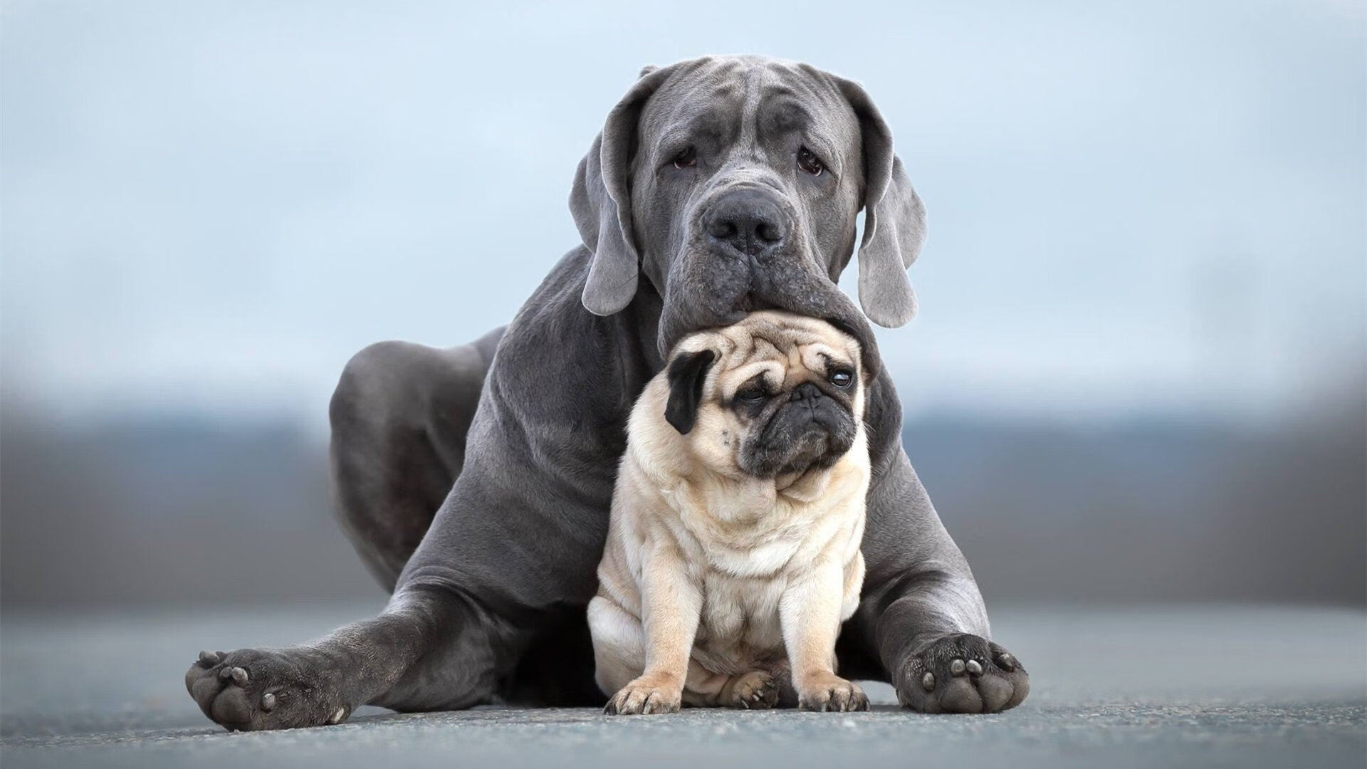 意甲青训后腰球员战术融入一线队模式研究,意甲第一后腰