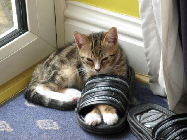 意甲青训后腰球员战术融入一线队模式研究,意甲第一后腰