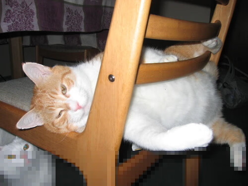 西甲球员赛后心率恢复速度与训练计划关联分析,西甲速度最快球员