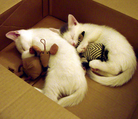 九游娱乐APP-俱乐部忽视青训品牌价值传播，充分利用俱乐部的青训系统培养球员