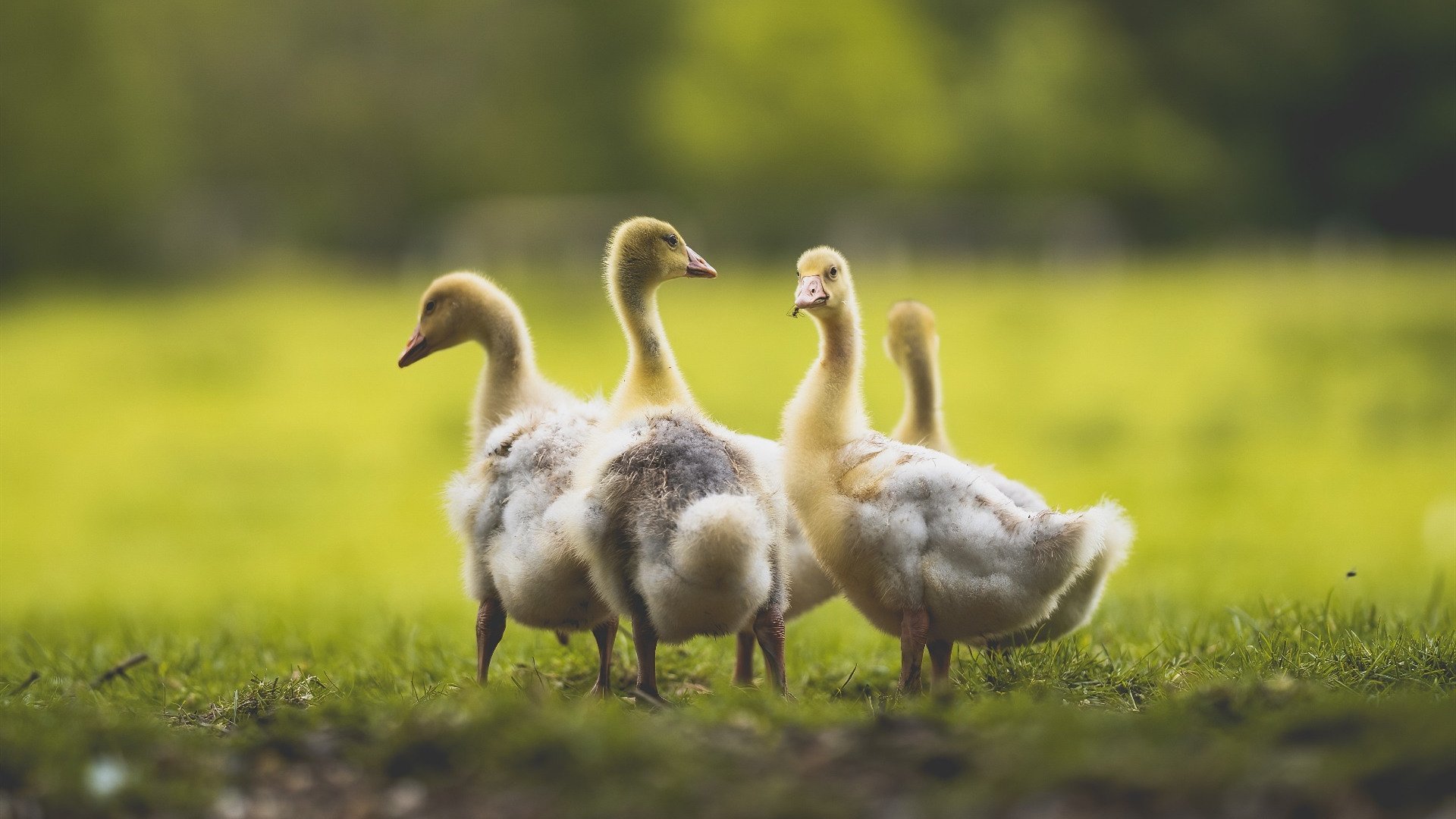 博卡青年核心前锋受困于盯防难觅良机,博卡青年培养出的球星