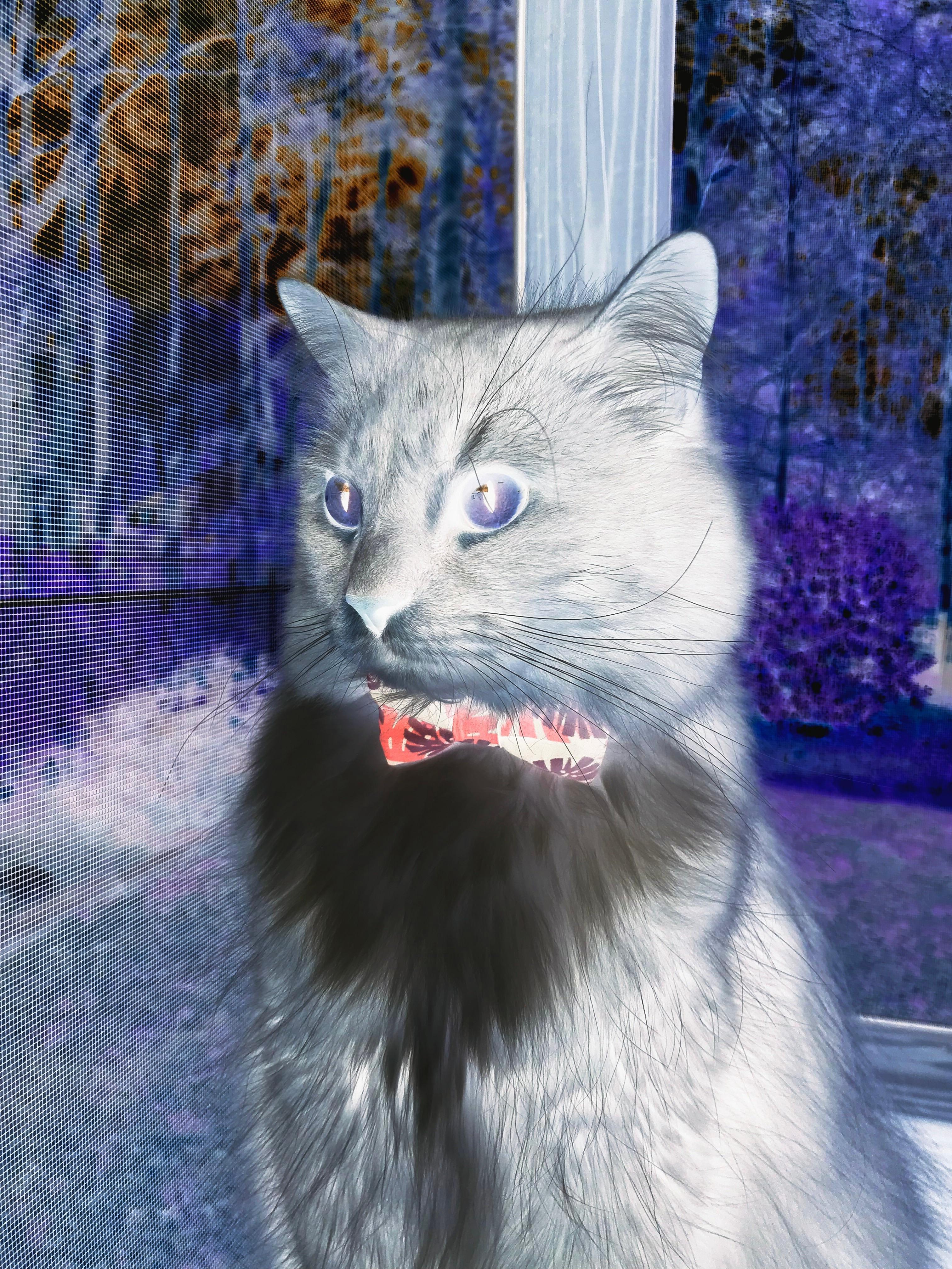 国际乒联混合团体世界杯赛制变化:德国队应对策略揭秘,国际乒联世界杯团体赛时间表