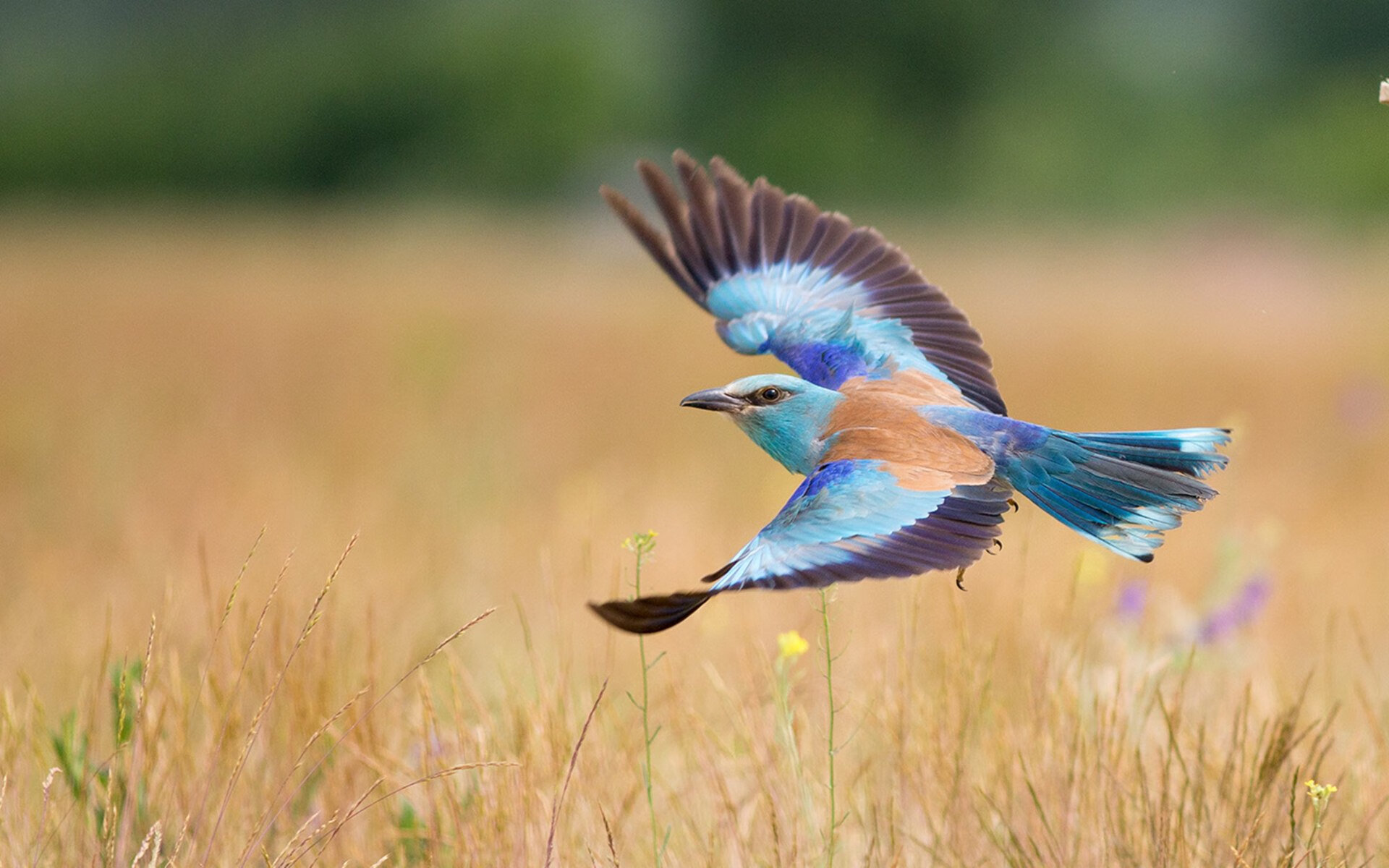 JIU YOU GAME-女子仰泳赛场澳洲稳占先机，澳大利亚女子200米仰泳记录