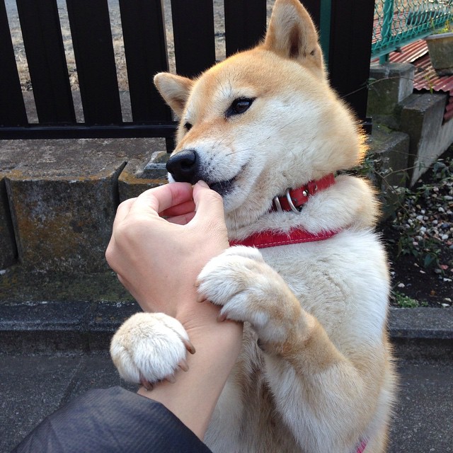 自由泳50米前三米爆发力数据分析,自由泳50米swolf