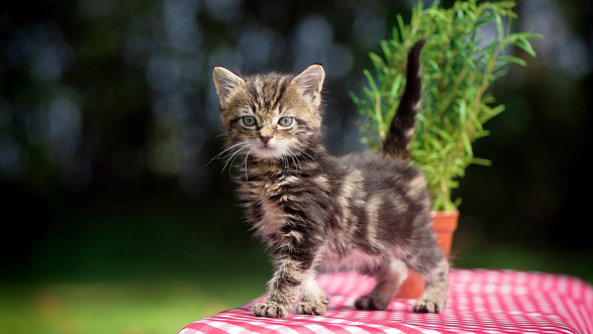 九游下载官网-乒乓球世锦赛 技术与速度的完美结合，乒乓球世锦赛规则