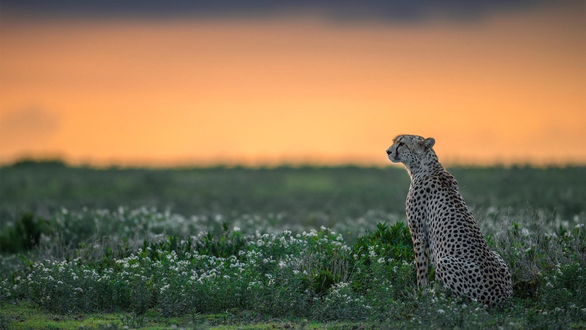 俱乐部青训项目持续推进为未来国家队输送优秀人才,青训出名的俱乐部