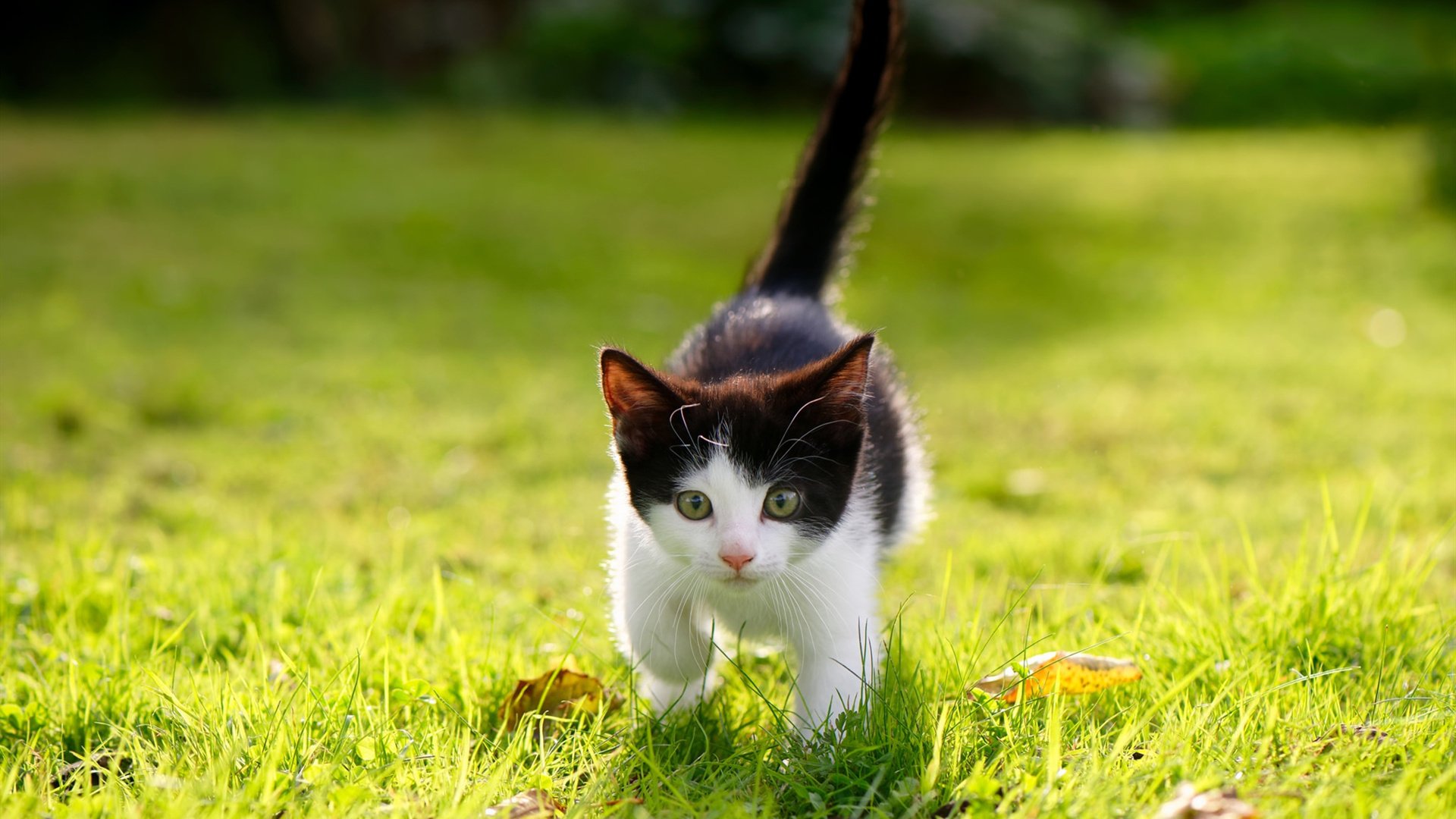 希腊女篮在欧洲锦标赛中再夺金牌,持续发力探索新辉煌,希腊女子篮球超级联赛ds