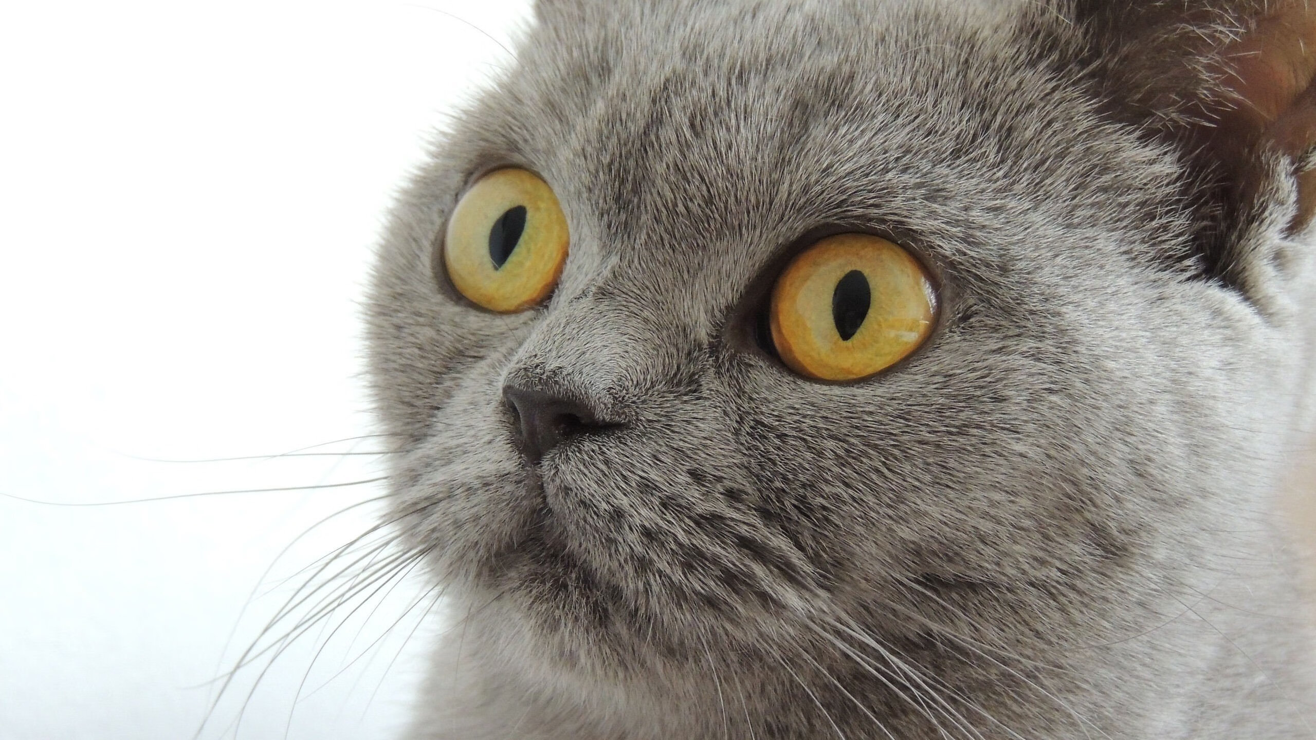 法甲巅峰激战:球迷心中的经典回忆,法甲 经典比赛